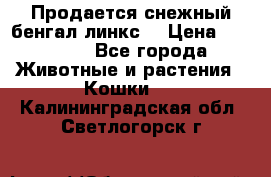 Продается снежный бенгал(линкс) › Цена ­ 25 000 - Все города Животные и растения » Кошки   . Калининградская обл.,Светлогорск г.